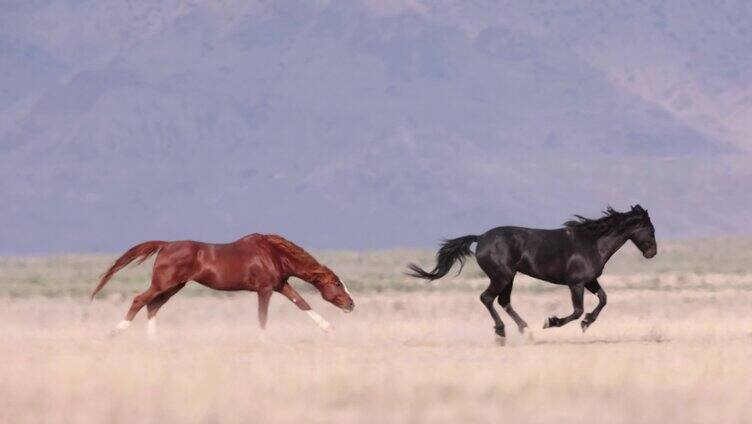 草原上的马互相追逐奔跑象野马草原风光