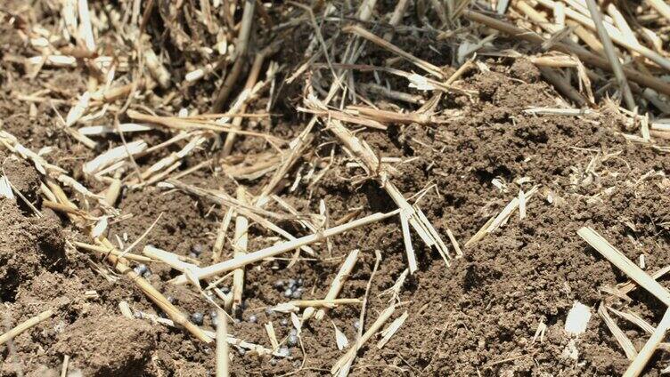 高清实拍小满芒种播种小麦农田农村素材