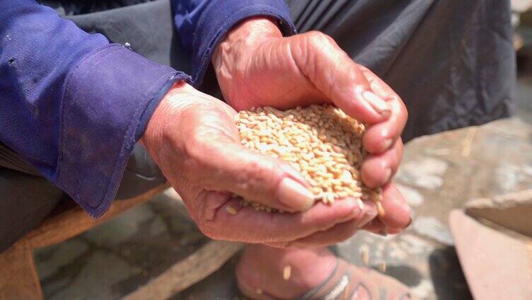 玉米收获老人农村院落手捧粮食金灿小满芒种