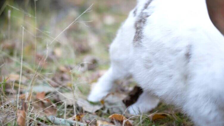 兔子吃草野生兔子家养兔子小动物