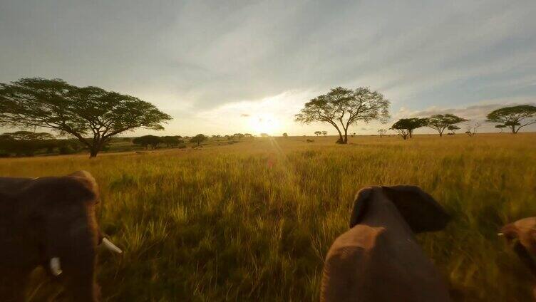 非洲草原大象自然保护区