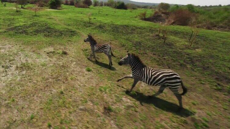 非洲草原斑马奔跑