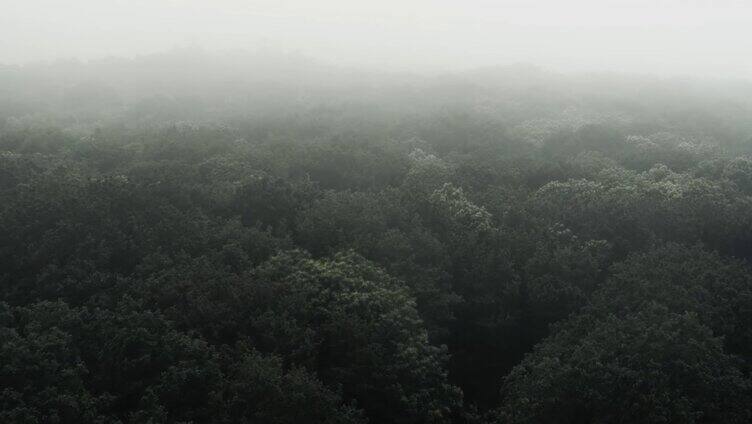 航拍雾气森林云雾森林迷雾黑森林生态自然环