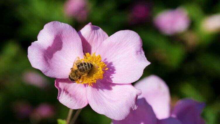 特写蜜蜂在鲜花上采蜜