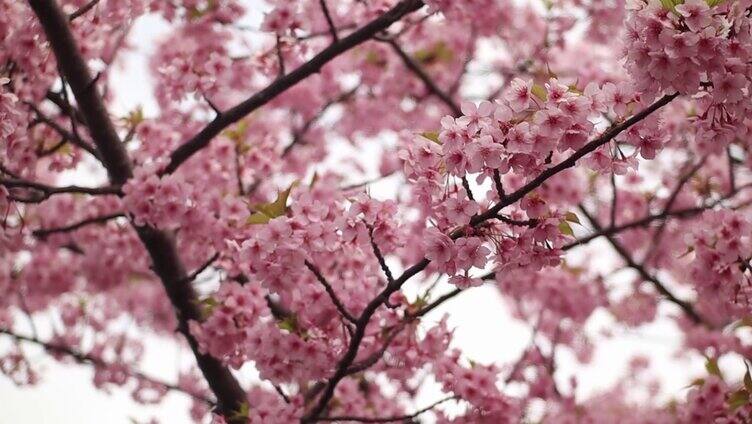 特写樱花开放