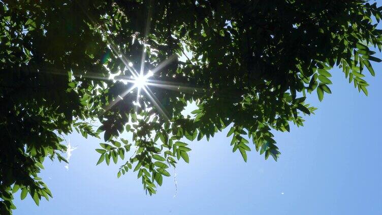 初夏阳光穿过树叶空镜实拍