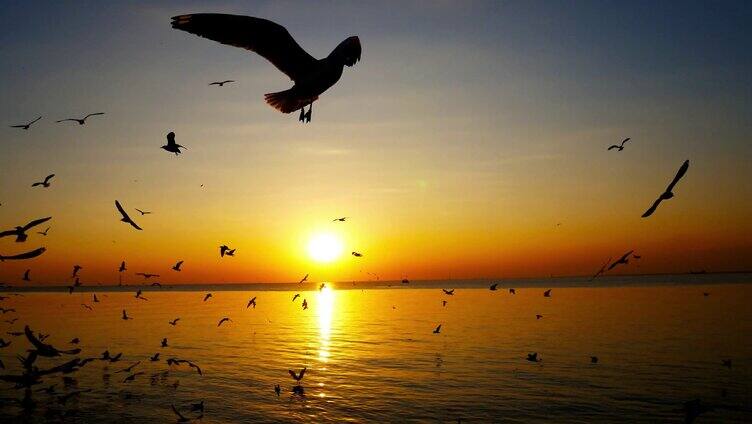 夕阳下的海鸥飞