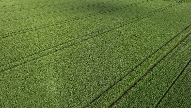 农业镜头绿色麦田里推进