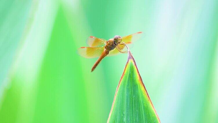 荷塘植物上的蜻蜓