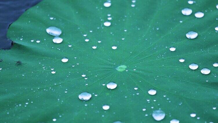 雨中荷叶上的水珠