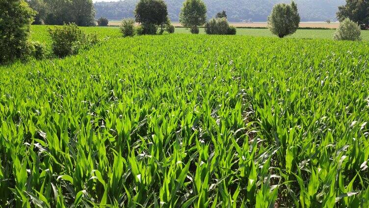 农业镜头绿色的玉米地镜头推进