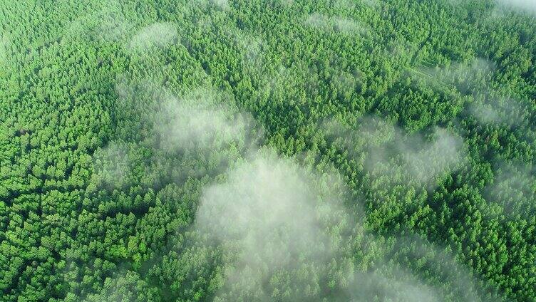 航拍晨雾缭绕的绿色森林