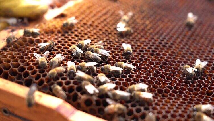 农业镜头养蜂人蜂巢采蜂蜜