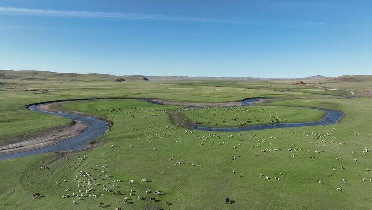 航拍草原牧场羊群马群