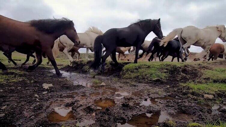 马群在草原上奔跑
