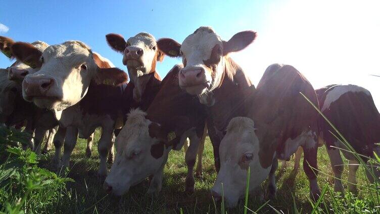 散养牛在吃草的特写近景牛吃草