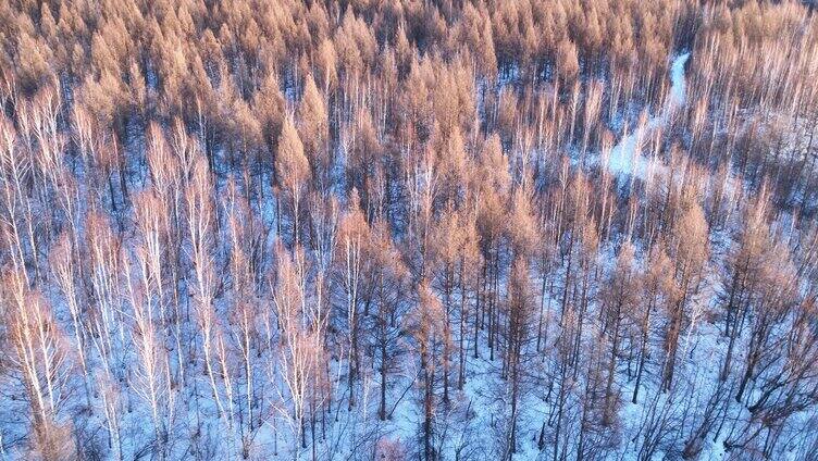 夕阳洒在雪原树林上