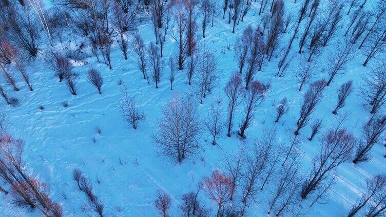 夕阳洒在雪原树林上