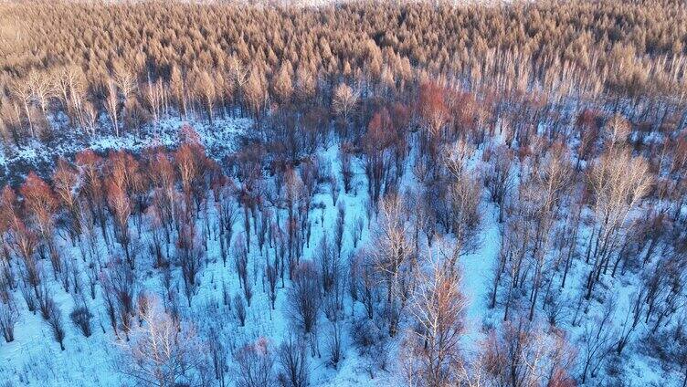 夕阳洒在雪原树林上