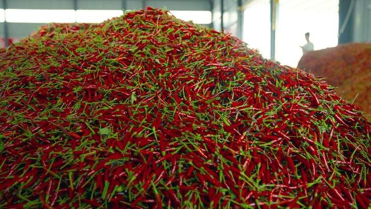 辣椒丰收种植采购生产加工基地素材