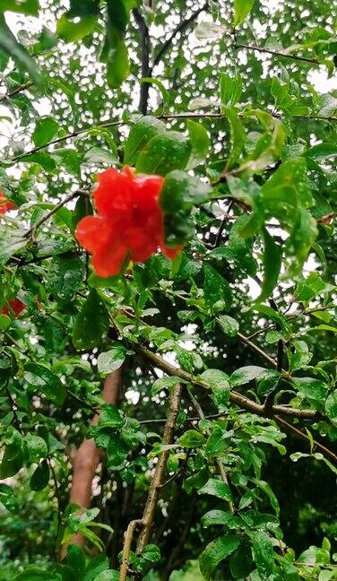 下雨天的小花朵
