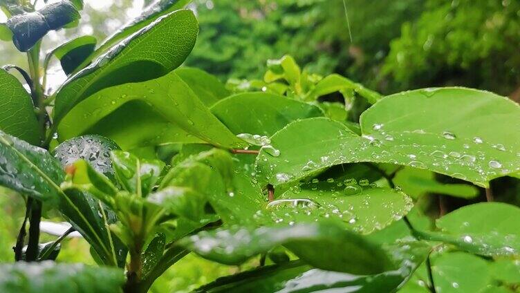 下雨天荷叶上的雨滴
