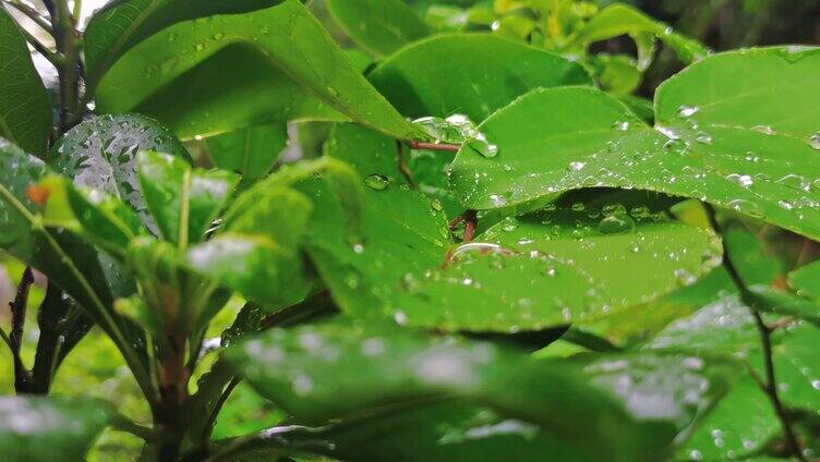 下雨天荷叶上的雨滴