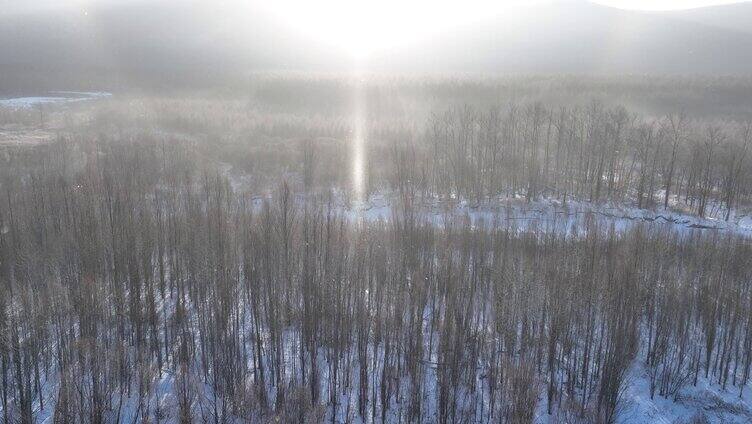 飘落雪晶的阳光雪林