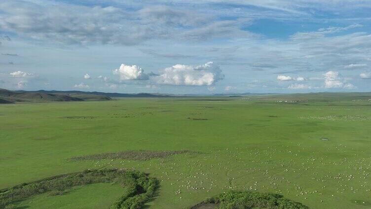 航拍内蒙古草原牧场羊群