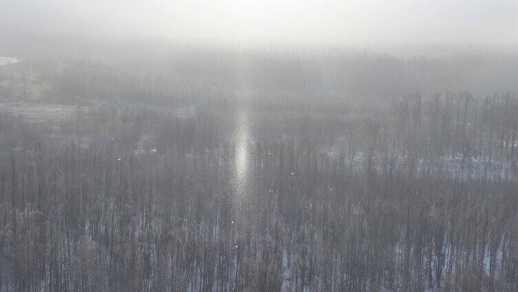 飘落雪晶的阳光雪林