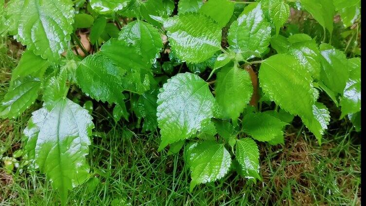 雨后青草地的小草