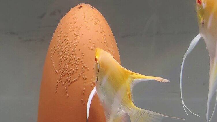 热带鱼饲养神仙鱼产卵实拍