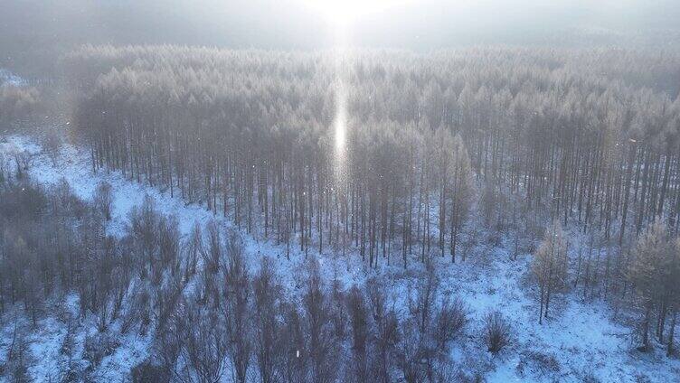 飘落雪晶的阳光雪林