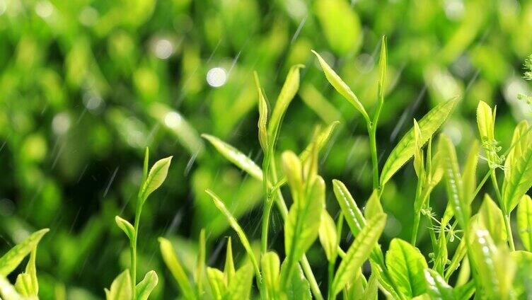 茶叶广告宣传 清明谷雨 茶叶嫩芽特写