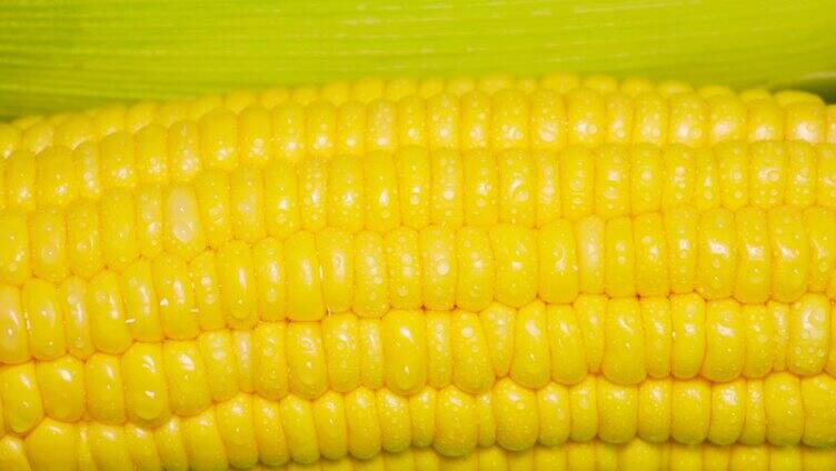 农作物农产品嫩玉米4K实拍