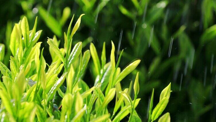 茶叶广告宣传 清明谷雨 茶叶嫩芽特写