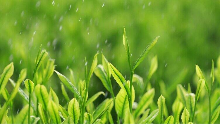 茶叶广告宣传 清明谷雨 茶叶嫩芽特写