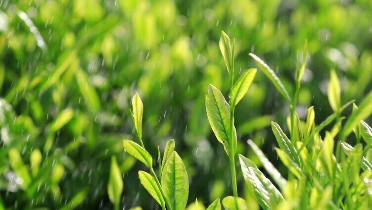 茶叶广告宣传 清明谷雨 茶叶嫩芽特写