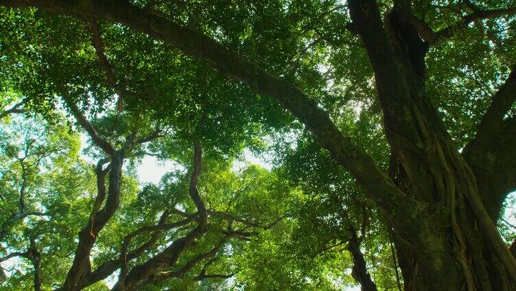 古树大树树冠树根参天大树