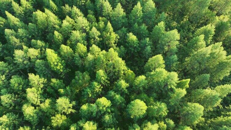 航拍绿色落叶松松林
