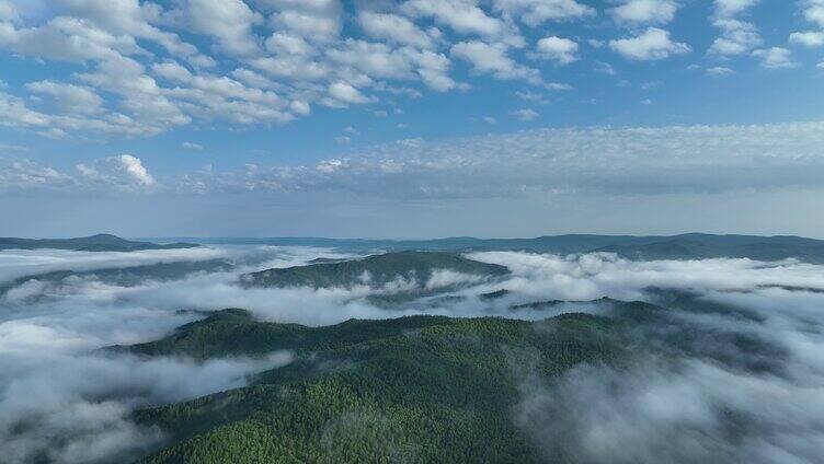 航拍绿色林海晨雾