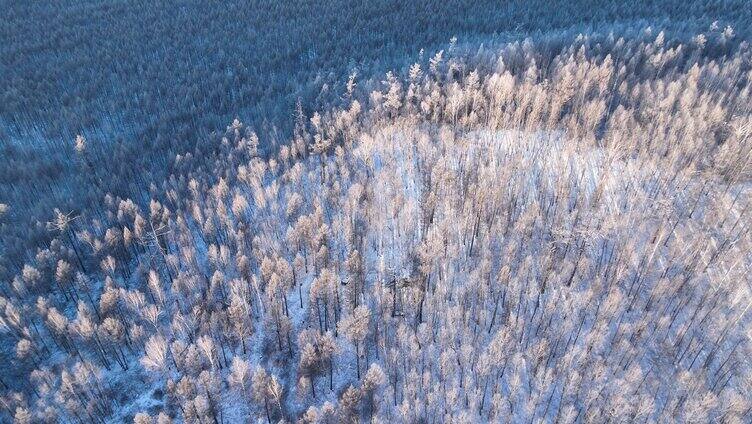 航拍银装素裹的冬季山林