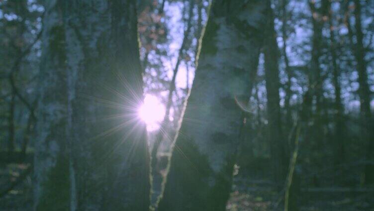 阳光穿过冬季树林阳光穿过树木孤寂原始森林