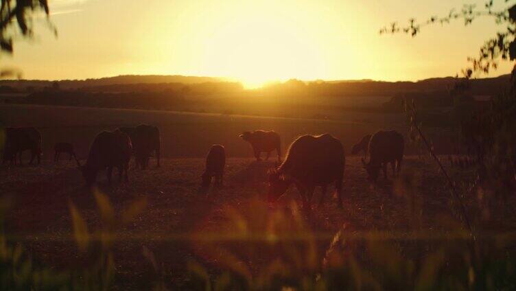 夕阳西下阳光牧场牛群吃草阳光穿过树叶野草