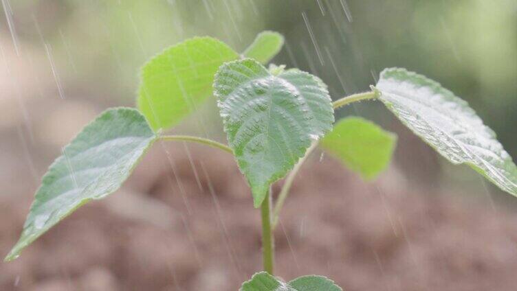 植树节种树 爱护环境 环保