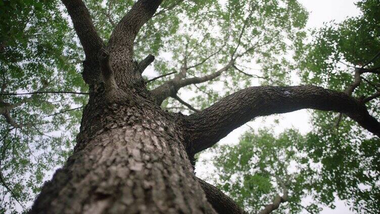 意境大树  向下扎根  向上生长 