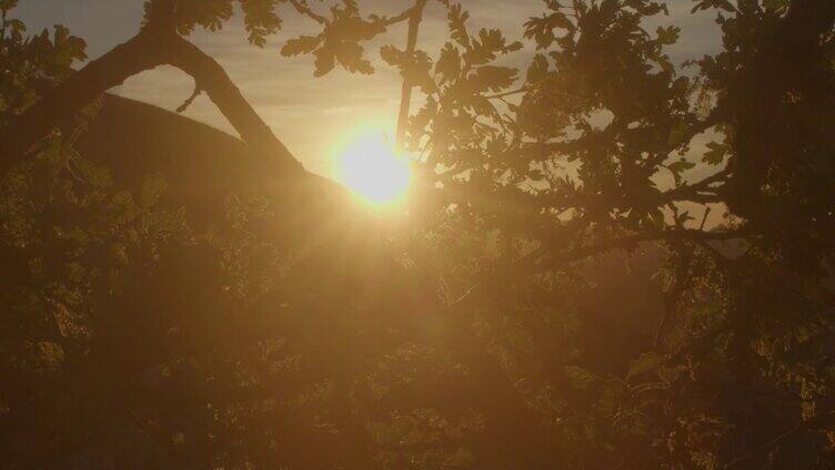 夕阳下一颗孤独的古树阳光穿过树叶树枝
