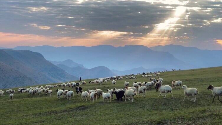 高原山顶上的羊群牧羊放牧耶稣光