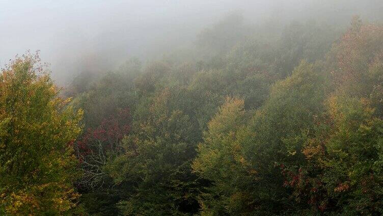 初秋清晨迷雾森林雾气弥漫