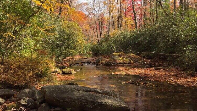 秋天森林河流溪流上漂浮的树叶深秋秋景